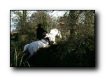 white mare jumping